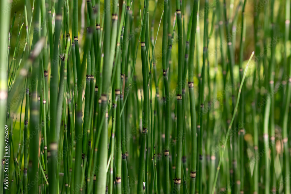 Green bamboo background or green bamboo wallpaper in close-up macro view shows details of bamboo structure with green blurry levels as sustainable wallpaper or elegant natural background green colors Green bamboo background or green bamboo wallpaper in close-up macro view shows details of bamboo structure with green blurry levels as sustainable wallpaper or elegant natural background green colors