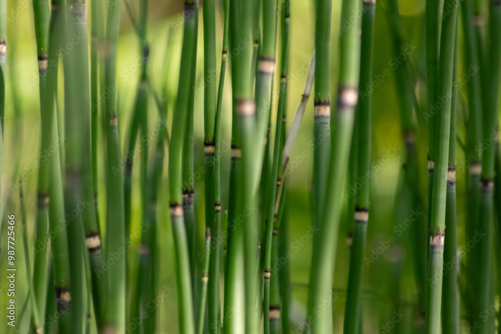 Green bamboo background or green bamboo wallpaper in close-up macro view shows details of bamboo structure with green blurry levels as sustainable wallpaper or elegant natural background green colors Green bamboo background or green bamboo wallpaper in close-up macro view shows details of bamboo structure with green blurry levels as sustainable wallpaper or elegant natural background green colors