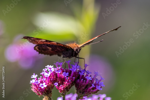 Peacock butterfly macro on violet flower blossom in close-up macro view shows filigree details of dusting butterfly with colorful wings imitating an animal eye as protective camouflage of butterfly photo