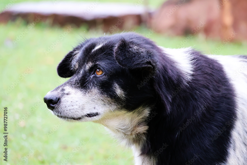 The dog's black and white fur is dusty. Yellow-brown eyes looking intently In the green grass garden Next is a large rock.
The dog's black and white fur is dusty. Yellow-brown eyes looking intently In the green grass garden Next is a large rock.