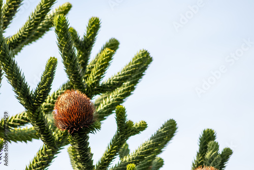 Araucaria cones on araucaria tree or monkey tail tree with blue background shows spikey details of endangered plant with spikey leaves and needles of evergreen plant with seeds cones special botany photo