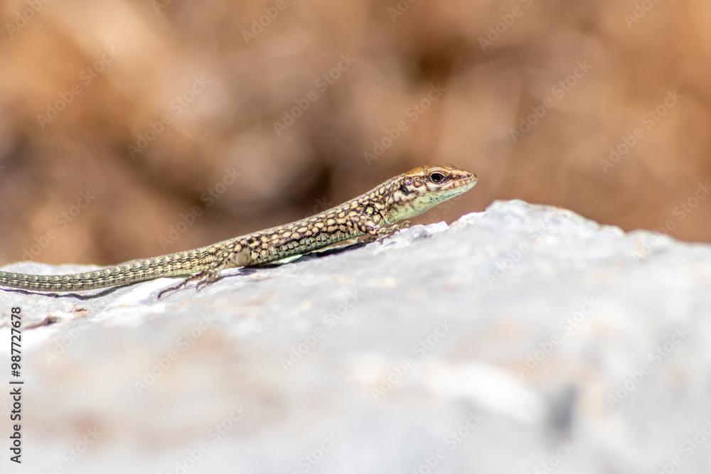 Obraz premium Shy Lizard on the hunt for insects on a hot volcano rock warming up in the sun as hematocryal animal in macro view and close-up to see the scaled skin details of little saurian needs to shed or molt