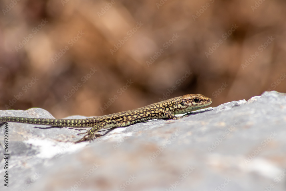 Obraz premium Shy Lizard on the hunt for insects on a hot volcano rock warming up in the sun as hematocryal animal in macro view and close-up to see the scaled skin details of little saurian needs to shed or molt