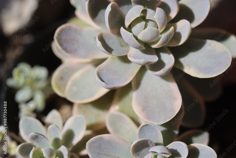 Orostachys boehmeri variegata rojnikowiec łuskowaty Orostachys boehmeri variegata rojnikowiec łuskowaty
