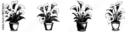 Four monochrome illustrations of potted plants, showcasing unique leaf shapes, arranged in a row.