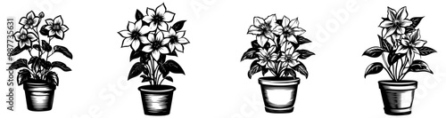 Four decorative potted plants illustrated in a sketchy style, showcasing different flower types in simple pots.