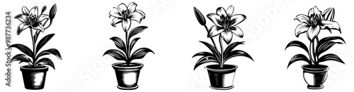 A monochrome illustration featuring four potted flowers, each differing slightly in design and shape, showcasing a simple, botanical aesthetic.