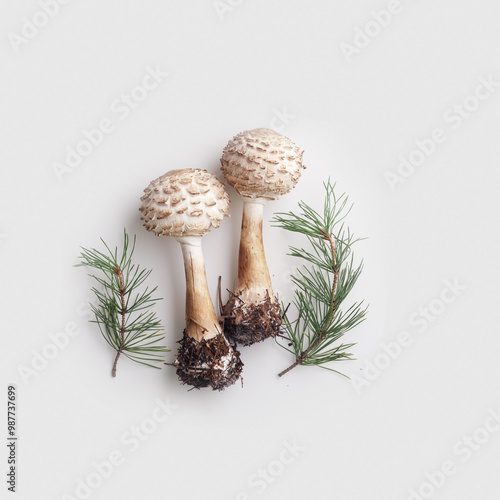 Mushrooms Shaggy parasol with earthy soil to their roots and green pine branches, top view layout on light background, natural botanical still life photo in minimal style, forest toadstood photo