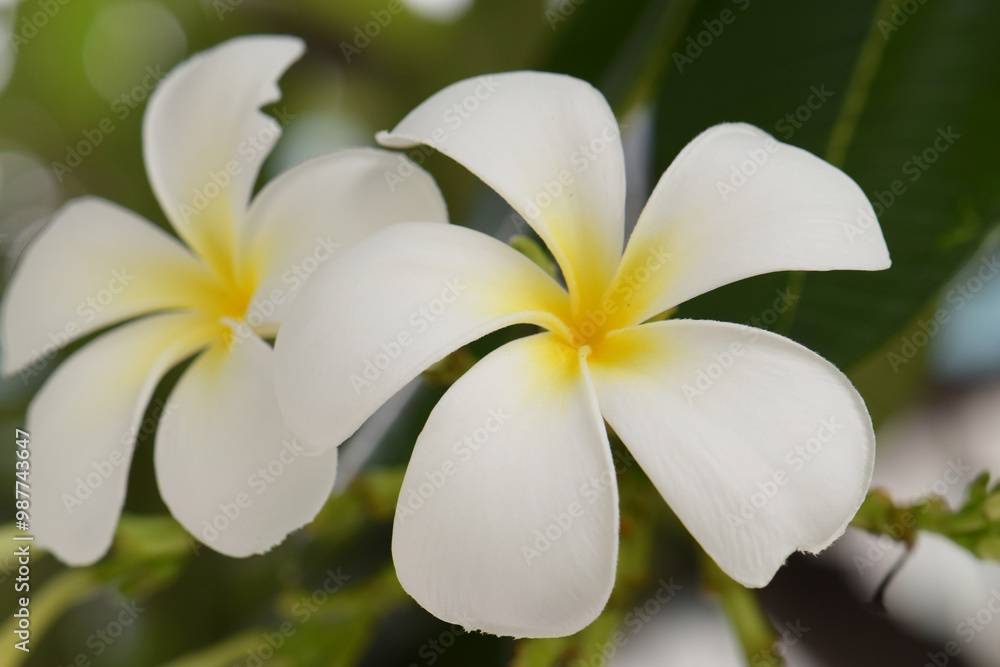 White and yellow plumeria blooming on trees, also known as frangipani, a tropical flower. Close-up shot. White and yellow plumeria blooming on trees, also known as frangipani, a tropical flower. Close-up shot.