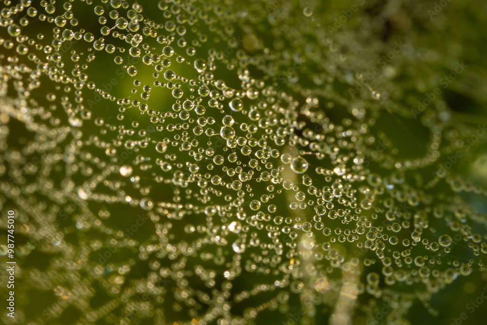 A macro shot of a spider web covered with dewdrops, creating a stunning natural pattern. The dew reflects light, with a soft green background adding to the organic beauty. A macro shot of a spider web covered with dewdrops, creating a stunning natural pattern. The dew reflects light, with a soft green background adding to the organic beauty.