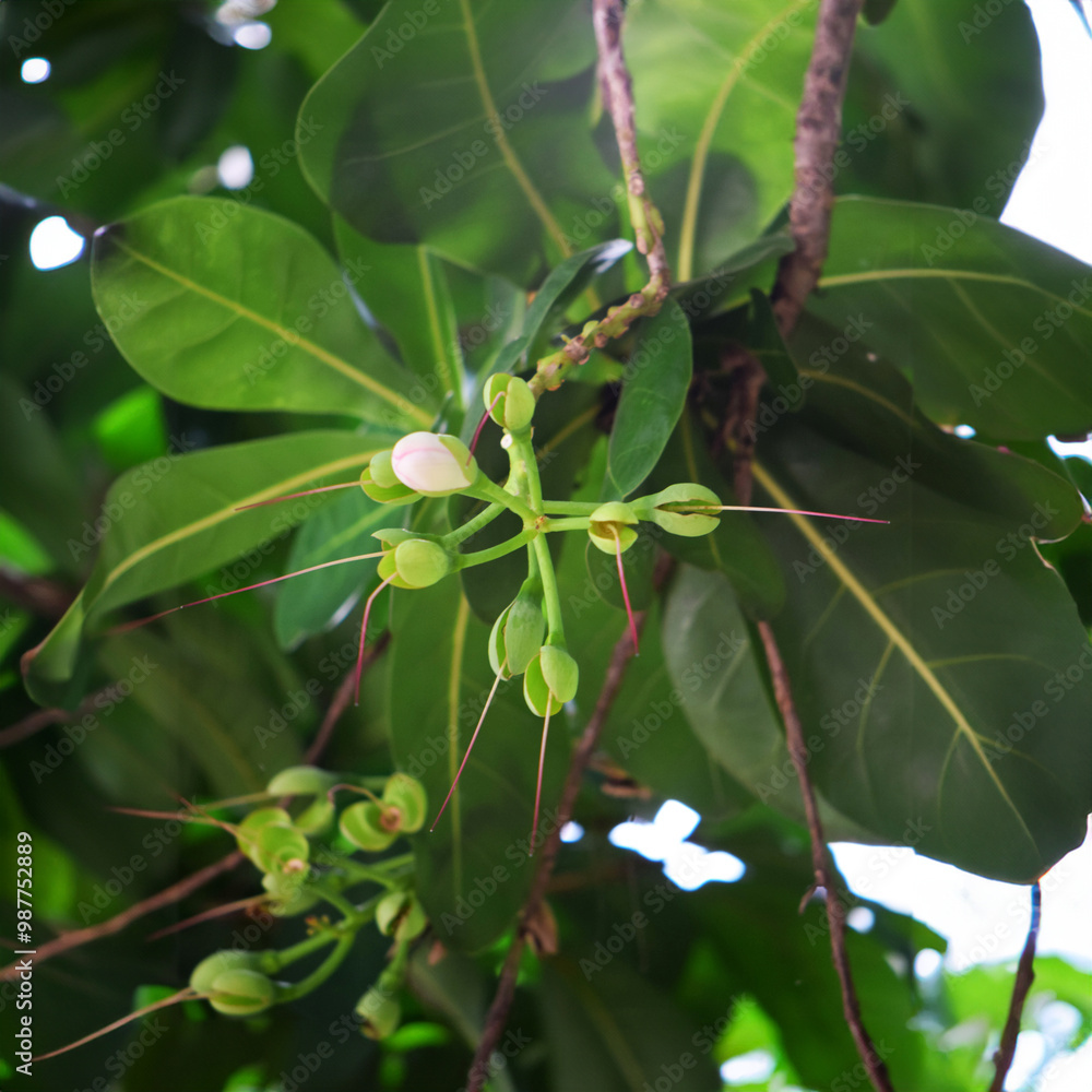 Fototapeta premium Young green flower buds of Indian Oak blooming on trees, a plant native to Southern Asia. Also known as Barringtonia acutangula, Freshwater mangrove, or Itchytree.