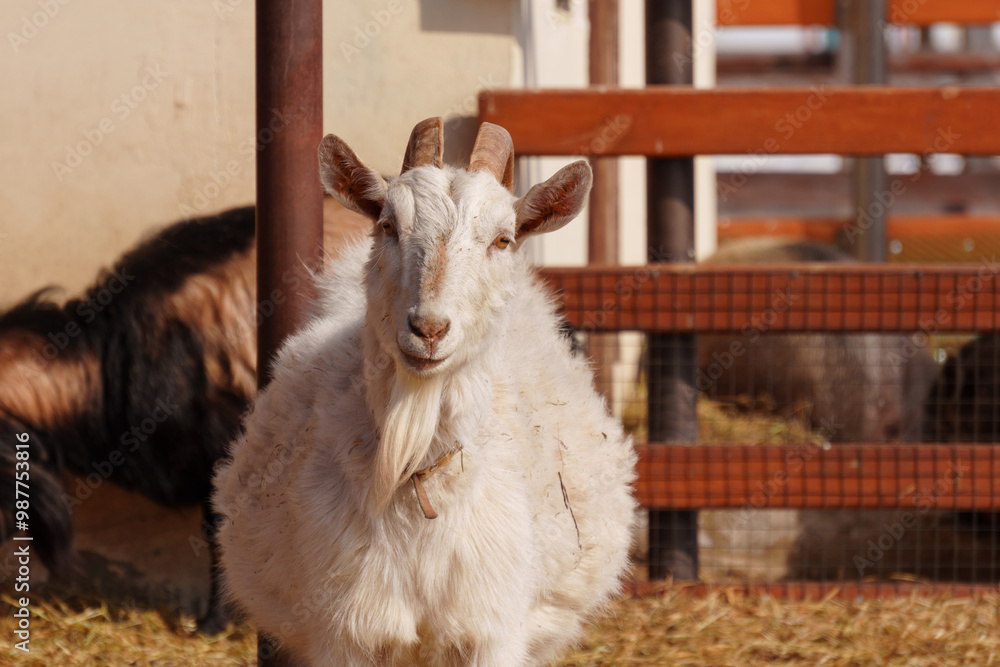 Obraz premium Close-up view of a curious goat surrounded by wooden fencing in a rustic pen.