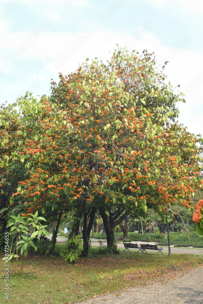 Naklejka premium Ashoka tree (Saraca indica L.), or Sorrowless tree, blooms in bright orange-yellow, forming heavy, lush clusters in the garden. A massive Ashoka tree stands tall in the public park.