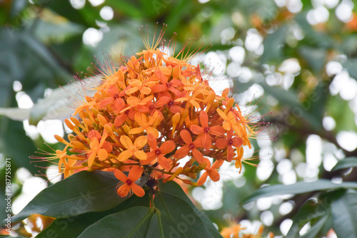 Ashoka flowers (Saraca indica L.), also known as the Sorrowless tree, are bright orange-yellow, clustered in heavy, lush bunches in the garden. Close-up shot. photo