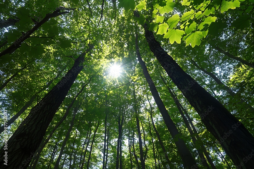 Naklejka premium Sunlight shining through canopy of green trees in a forest