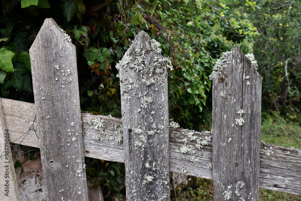 Lichens on a grey wooden fence. Lichens on a grey wooden fence.