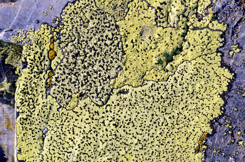 The map lichen (Rhizocarpon...