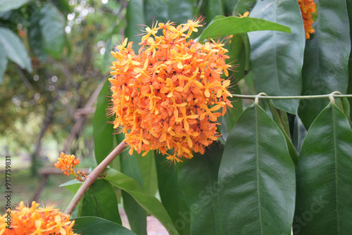 Ashoka flowers (Saraca indica L.), also known as the Sorrowless tree, are bright orange-yellow, clustered in heavy, lush bunches in the garden. Close-up shot. photo