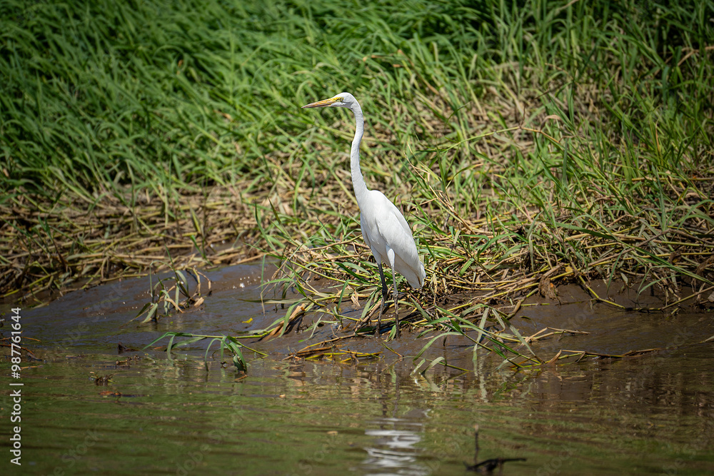 Scanning the River Scanning the River