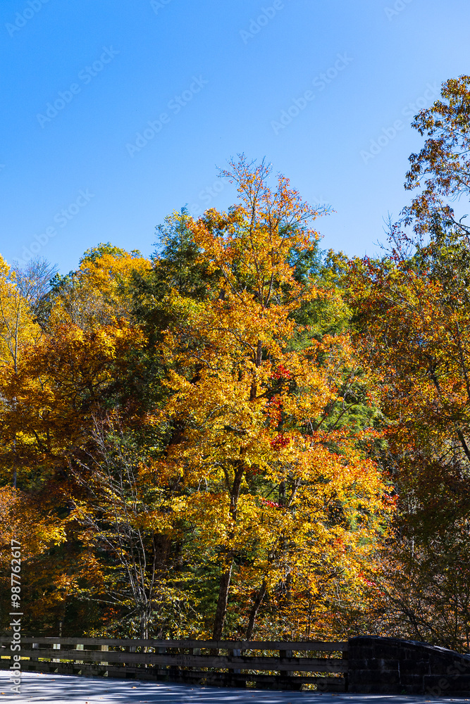 Fall foliage at Great Smoky Mountains National Park. Fall foliage at Great Smoky Mountains National Park.