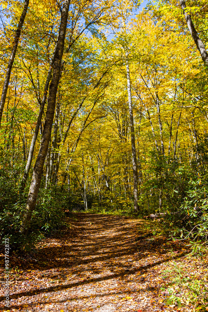 Beautiful autumn scenery along the Kephart Prong Trail. Beautiful autumn scenery along the Kephart Prong Trail.