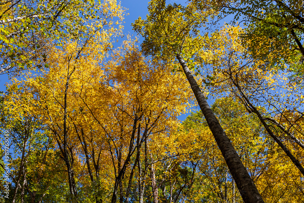 Beautiful autumn scenery along the Kephart Prong Trail at Great Smoky Mountains National Park. Beautiful autumn scenery along the Kephart Prong Trail at Great Smoky Mountains National Park.