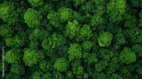 Aerial view of a tropical forest with a dense tree canopy, wildlife hiding below, serene natural landscape