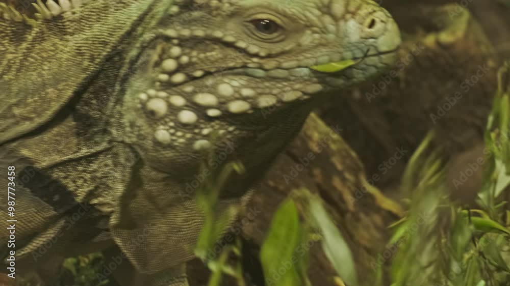 Large iguana eating plants with green leaves close-up, 4k Large iguana eating plants with green leaves close-up, 4k