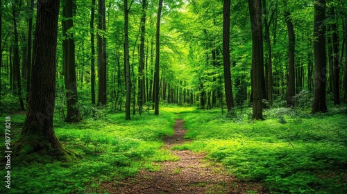 Lush green forest with a winding path, inviting exploration and tranquility.