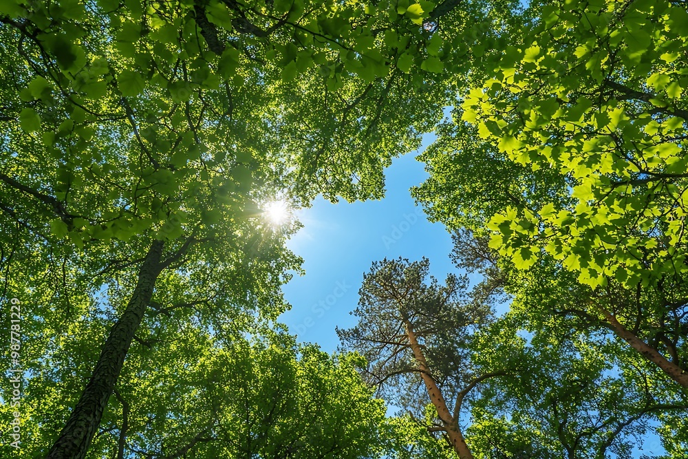 Sunlight shining through the leaves of trees in the forest canopy Sunlight shining through the leaves of trees in the forest canopy