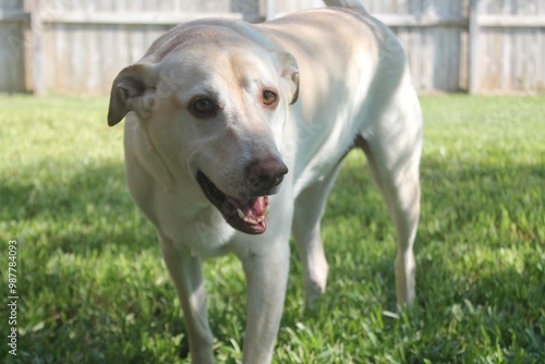 Golden Mischief: A Yellow Lab, Poodle, and Chow Chow Mix with Blonde Fur Playfully Walking Toward Camera in a Sunny, Grassy Summer Meadow