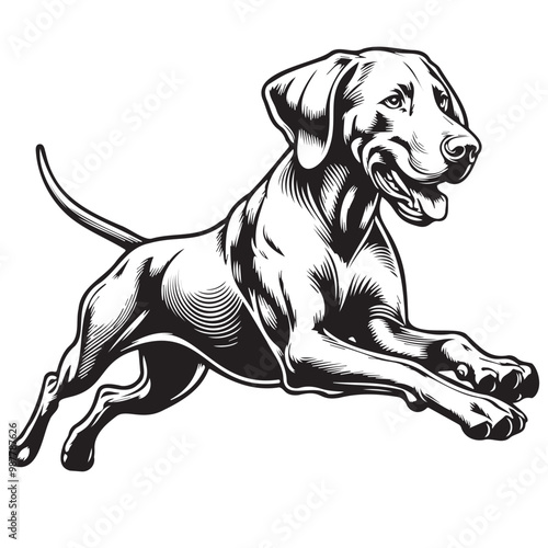 Weimaraner Dog Silhouette Mid-Run Vector Illustration Clipart
Hunting pointer running jump dog . Logo, icon, emblem. silhouette vector illustration. Black and white