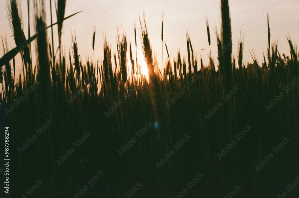 Grass at sunset Grass at sunset