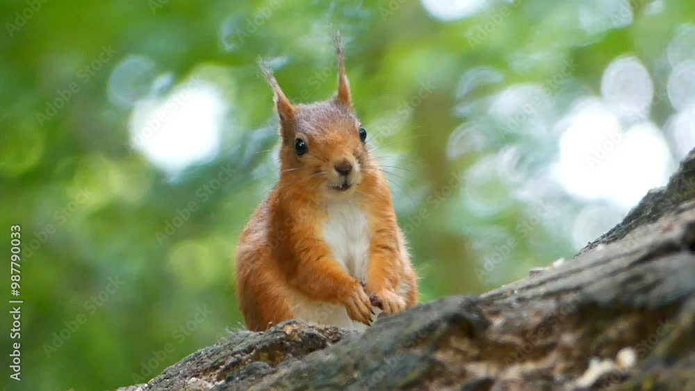 Red squirrel sitting on a trunk and eating, in a park against blur green background Red squirrel sitting on a trunk and eating, in a park against blur green background