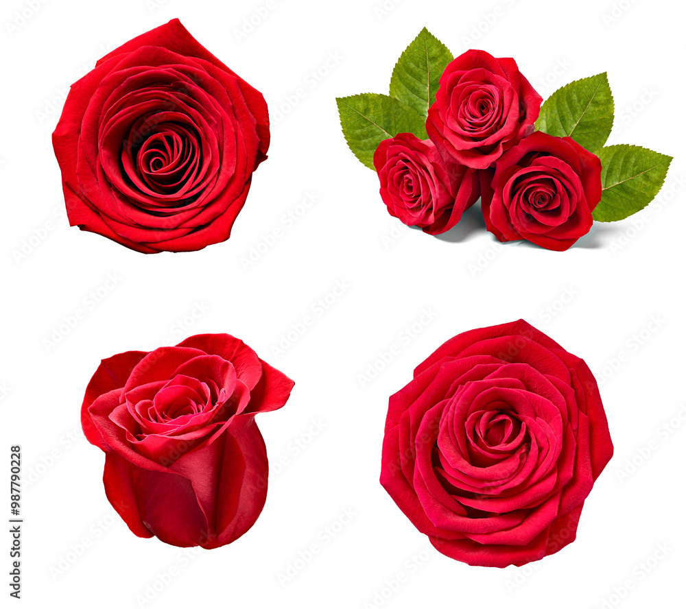 flower rose petal blosspm background flower rose petal blosspm background