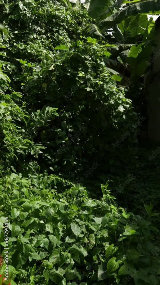 Three colorful butterfly dancing the garden in air,vertical,slow motion video
Three colorful butterfly dancing the garden in air,vertical,slow motion video