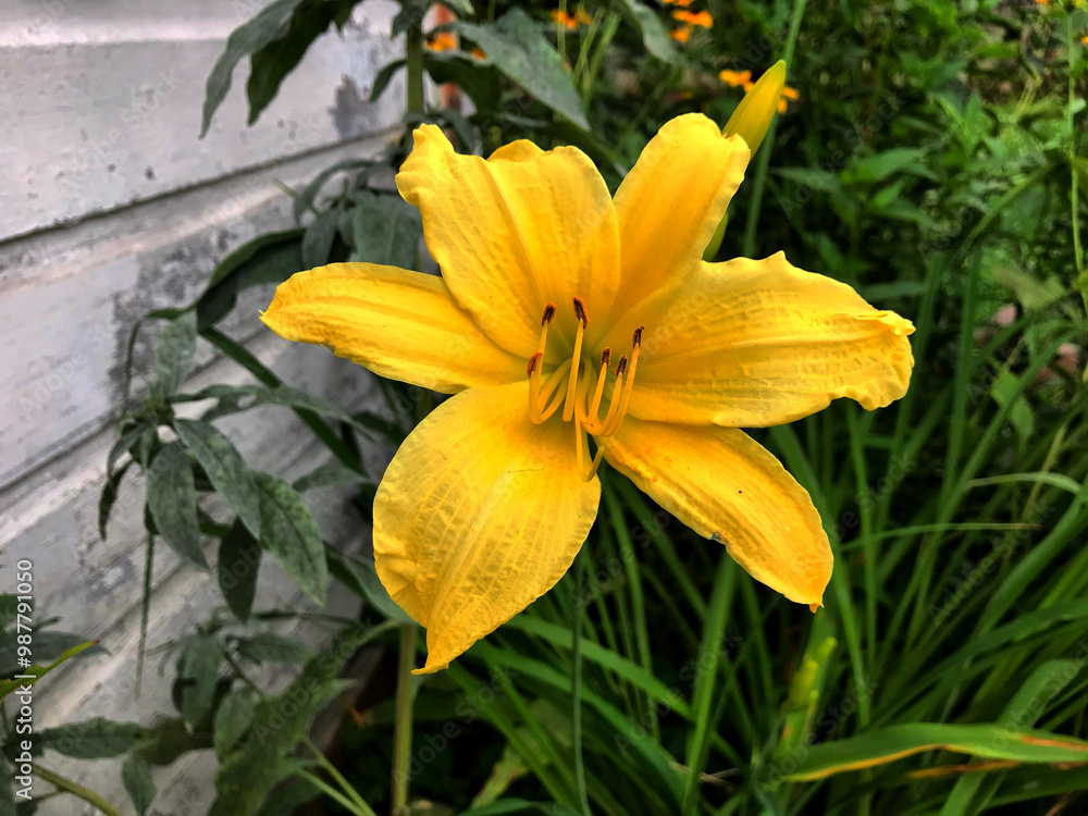 Yellow Daylily Flower Yellow Daylily Flower