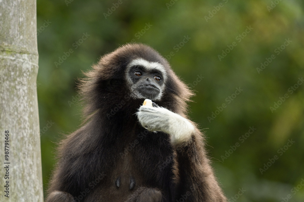 Obraz premium lar gibbon white-handed gibbon, an endangered primate in the gibbon family