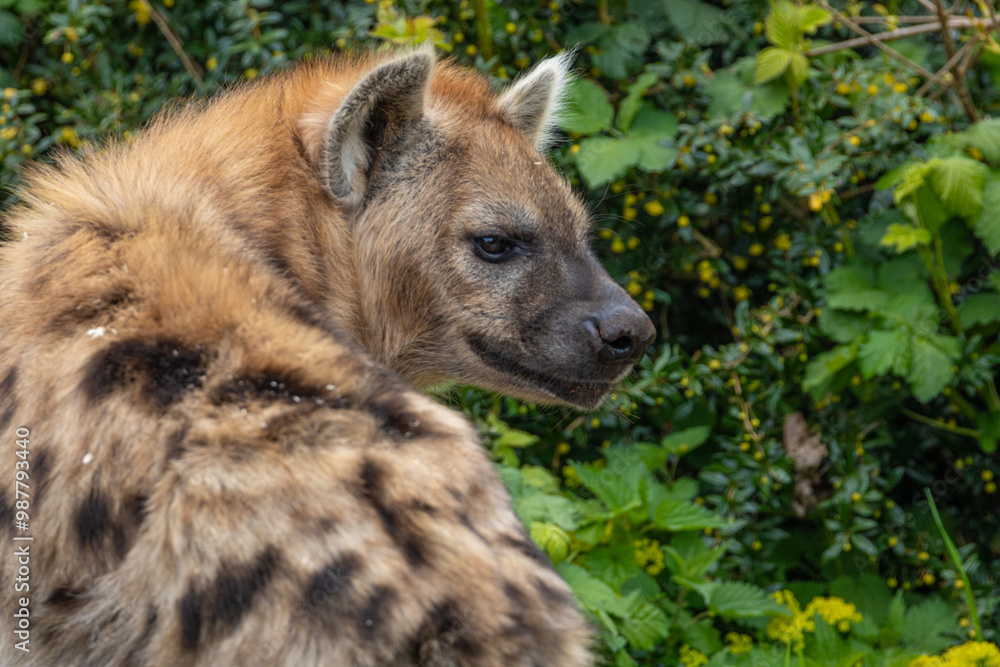 portrait of spotted hyena selective focus in detail. portrait of spotted hyena selective focus in detail.