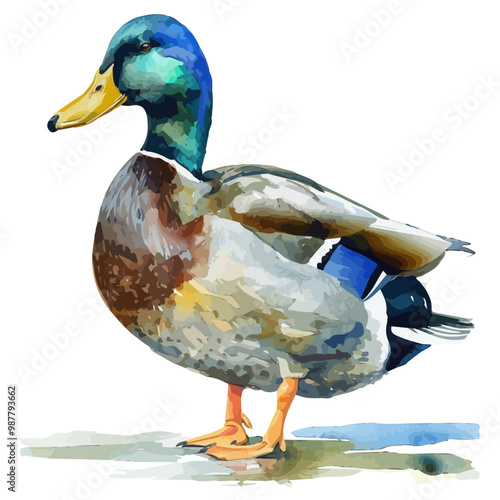 Watercolor vector of Duck, isolated on a white background, and Duck vector