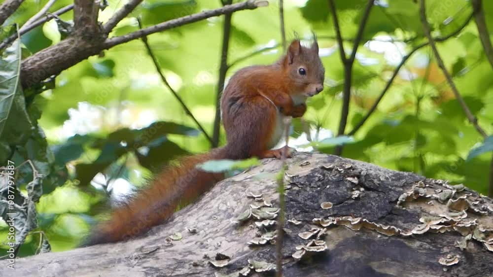 squirrel on a rock looking around then leaves away, in a park against blur green background squirrel on a rock looking around then leaves away, in a park against blur green background