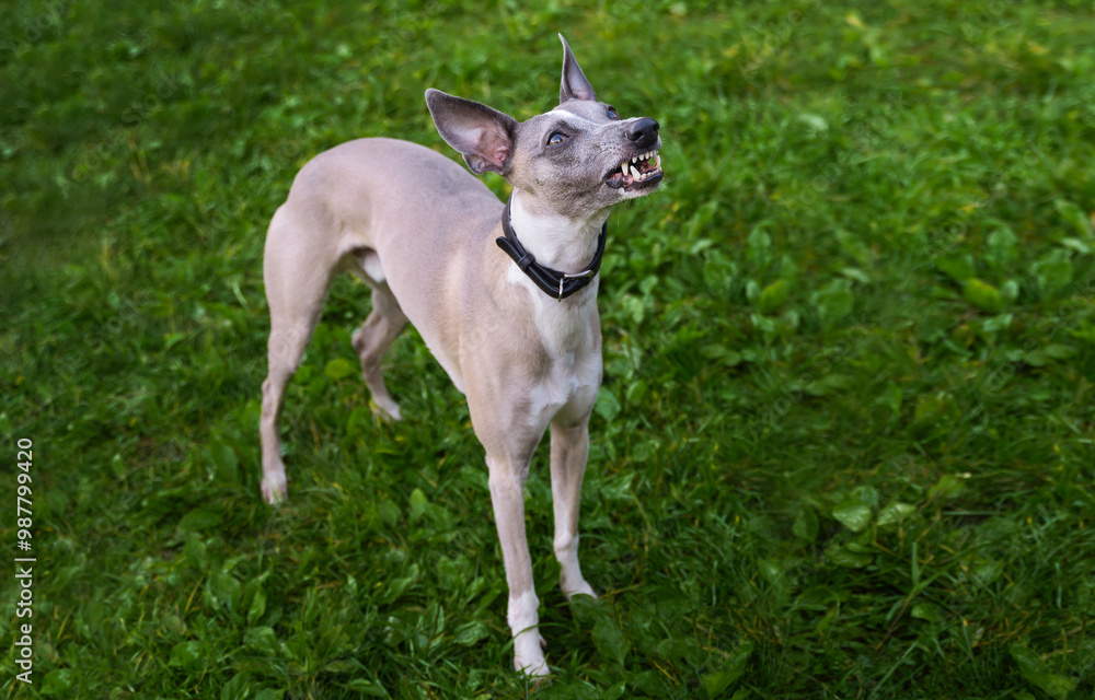 An angry whippet grins against a background of green grass. Aggressive dog. Bad behaved dog An angry whippet grins against a background of green grass. Aggressive dog. Bad behaved dog