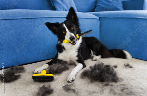 A beautiful black and white border collie is neatly groomed and lies resting on a carpet next to a blue couche holding a yellow comb in his mouth. A black and white needs to be groomed. Dog during she photo