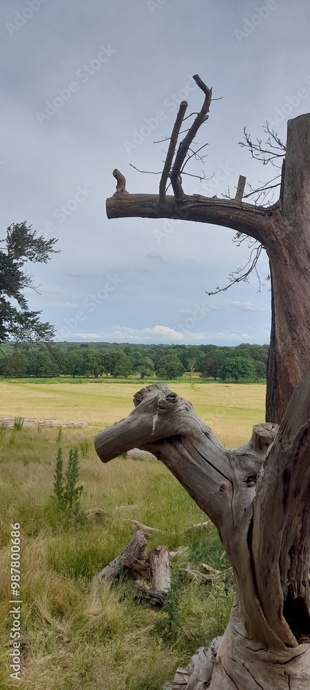 Fototapeta premium Abol seco en el parque, de naturaleza, con fondo panoramico
