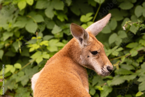 Portrait of an Australian medium sized kangaroo in selective focus