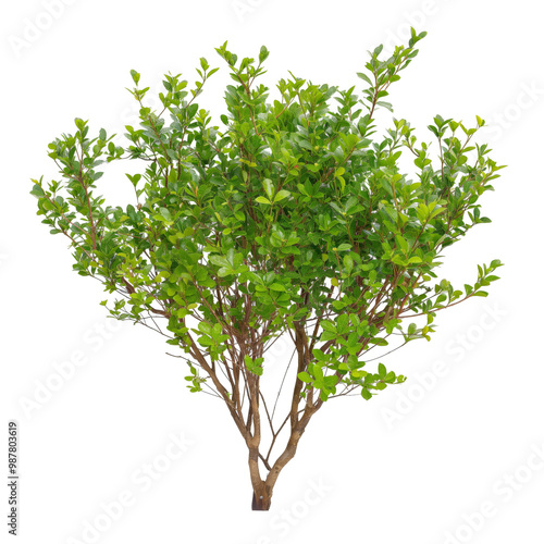 A Vibrant Green Bush Isolated Against a White Background