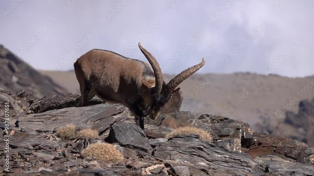 Large male Southeastern Spanish Ibex (Capra pyrenaica hispanica)
with large antlers on flat boulder, Sierra Nevada, Spain nature and wild, 2024
Large male Southeastern Spanish Ibex (Capra pyrenaica hispanica)
with large antlers on flat boulder, Sierra Nevada, Spain nature and wild, 2024