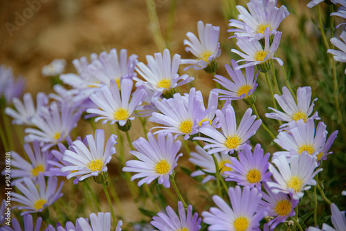 field of daisies