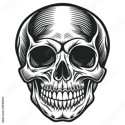 Black and white human skull vector illustration