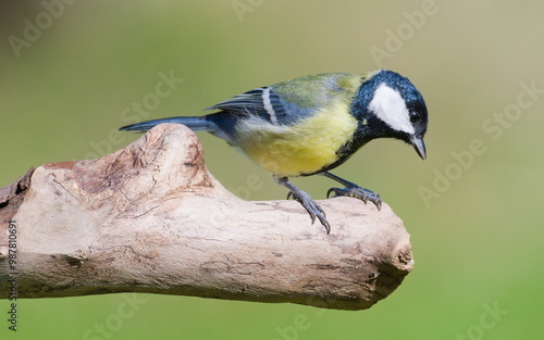 Parus major aka great tit perched on the dry tree. Common bird in Czech republic. Isolated on blurred background. photo